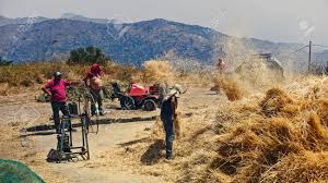 Between Hay, Straw And Chaff In The Wind: Work In Fields 603 Stock ...