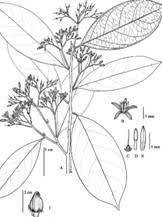Image result for Metteniusaceae