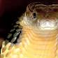 Level 2C Introduction to Venomous Snakes in Captivity