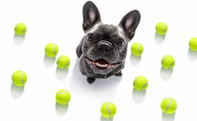 French bulldogs will bark to announce visitors, but are otherwise quiet dogs. How Smart Are French Bulldogs Ourfrenchie
