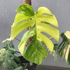 So, if you're looking to expand your monstera collection, here's a good place to start. Does Somebody Know Where I Can Get My Hands On A Monstera Deliciosa Aurea Yellow With Shipping To Germany Everything I Find Online Is Out Of Stock Monstera