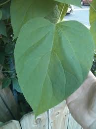 Image result for Catalpa