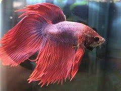 Swim Bladder Disorder Betta Bloat Betta Fish Care For Fighting Fish Enthusiasts Betta Fish Betta Fish Care Betta