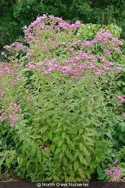 Image result for Vernonia praecox