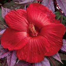 Pin On Hibiscus