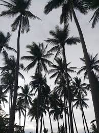 Check spelling or type a new query. 100 000 Best Palm Trees Photos 100 Free Download Pexels Stock Photos
