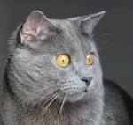 8 Gray Cat Breeds - Longhair, Shorthair, Tabby & Bluish
