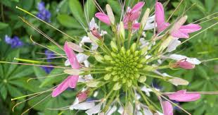 Image result for Cleome