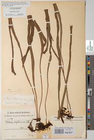 Image result for Vernonia agrianthoides