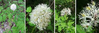 Image result for Blumea adamsii