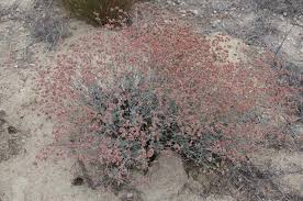 Image result for Humularia pseudo aeschynomene