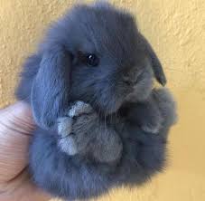 Mii de imagini noi la calitate înaltă sunt adăugate în fiecare zi. 22 Iepuri Ideas Iepuri IepuraÈ™i Animale