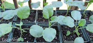 Planting broccoli romanesco in cooler zones is best done from starts. 7 Tips For Growing Outstanding Broccoli