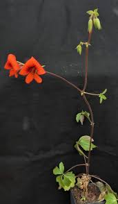 Image result for Pelargonium whytei