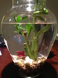 Pin By Laura Sedgwick Young On Diy Beta Fish Tank Betta Fish Tank Cool Fish Tanks