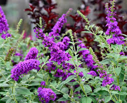 Image result for buddleia davidii