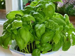 Schon die alten ägypter wussten, wie schmackhaft und gesund ocimum basilicum ist. Basilikum Biogartner
