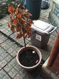 The bay tree (laurus nobilis) has been treasured by people for millennia for its culinary uses, its beauty, and its representation of wisdom and victory. David Stark On Twitter I Have A Little Bay Tree Is It Dead Can I Save It Houseandgarden Bbcgqt Baytreecentre Gardentips Uk Baytree Https T Co Lqqr2qaeen
