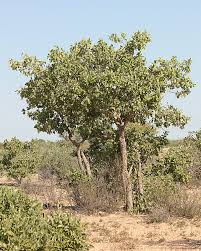 Image result for Philenoptera