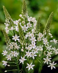 Image result for Ornithogalum