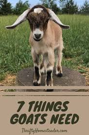 7 Things Goats Need The Thrifty Homesteader Cute Goats Goats Goat Care