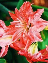 Plant And Flower Names Girls Amaryllis Flowers Flowers Amaryllis Care