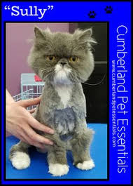 See more ideas about cat hair, cats, pets. 61 Cat Grooming Ideas Cat Grooming Cats Grooming