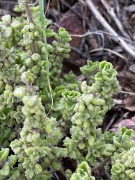 Image result for Coleus cylindraceus