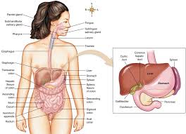 To store and concentrate bile. Body Structure And Function Digestive System Diagram Quizlet