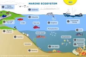 marine ecosystem science learning hub