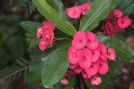 Beyond that, catfish are the most common fisheries products used in african meals. 20 Commonly Grown Flowers In Nigeria Connect Nigeria