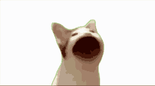 Pop cat transparent part 2. Pop Cat Meme Gif Popcatmeme Discover Share Gifs