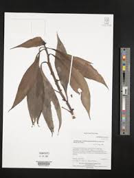 Image result for Aneilema dregeanum