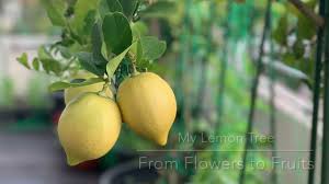 Indoor lemon trees, especially the meyer lemon tree, are easy to grow and very satisfying. My Lemon Tree From Flowers To Lemons Youtube