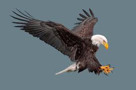 Eagles — hotel california eagles — take it easy eagles — new kid in town Flying With The Philadelphia Eagles Shenandoah University