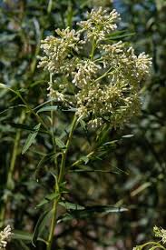Image result for Boscia salicifolia