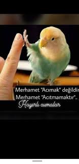 H C Adli Kullanicinin Cuma Mesajlari Panosundaki Pin Hayvanlar Mesajlar Guzel Soz