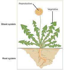 Maybe you would like to learn more about one of these? Plant Tissues And Organs Biology For Majors Ii