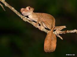Geckos for sale buy a gecko with a live arrival guarantee. Satanic Leaf Tailed Gecko Uroplatus Phantasticus Inaturalist