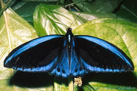 Flmnh Butterfly Rainforest Image Gallery Search Results Butterfly Species Butterfly Beautiful Butterflies