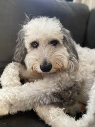 Lost small white dog named Moxie