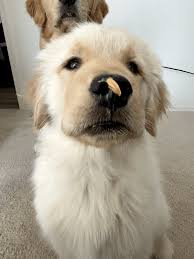 Share the best gifs now >>> Goldenretriever Gifs Get The Best Gif On Giphy