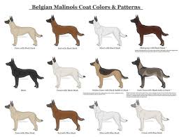 Belgian Malinois Coat Colors And Patterns By Xlunastarx Belgian Malinois Dog Malinois Puppies Belgian Dog
