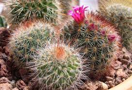 Mammillaria guelzowiana is a soft small solitary or clustering cactus, with the stems. Mammillaria Care Transplant Treatment Tips And Tricks