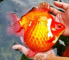Kualitas air kolam ikan koi dan juga budidaya ikan payuyu di kolam terpal harus dijaga dengan baik supaya ikan koi selalu sehat. Cara Budidaya Ikan Koi Panduan Untuk Pemula Suka Ikan