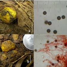 Image result for Scleroderma cepa