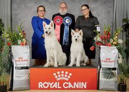 There should be noticeable masculinity of males and femininity of females. Eishund White Swiss Shepherd Dogs Home Facebook