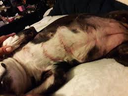 This condition is purely cosmetic; My Boston Terrier Has Developed Some Strange Skin Condition That S Causing Hair Loss And Strange Rings On Her Skin Petcoach