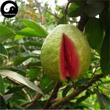 Citrus maxima seeds (pomelo tree seeds) starting at: Buy Real Guava Fruit Tree Seeds Plant Fruit Psidium Guajava Grow Fan Shi Liu Fruit Seeds Home Garden Worldenergy Ae
