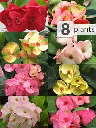 Euphorbia milii, is a succulent plant in the same family as the poinsettia, the thorns cover stems that ooze latex sap when cut. 8 Plant Crown Of Thorns Patio Mix Kens Nursery